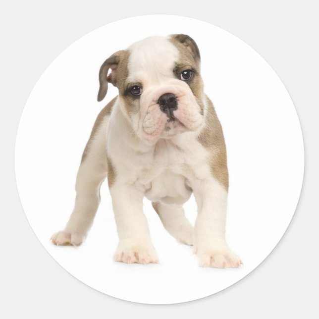 Pegatina de perro de cachorro/sello de Bulldog ing (Anverso)
