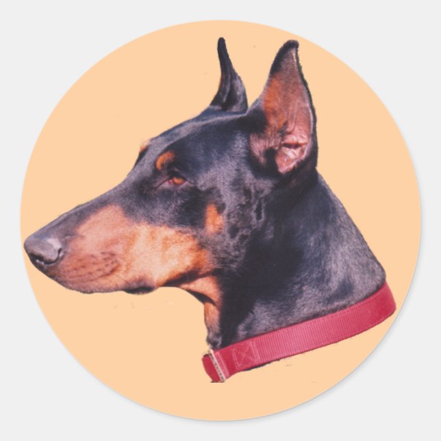Pegatina De Perro De Doberman Pinscher Negro Y Rus (Anverso)