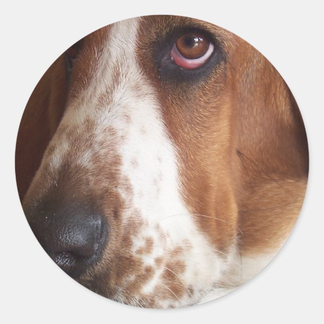 Pegatina de perro de Hound Basset (Anverso)