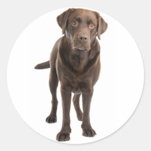 Pegatina de perro recuperador de Labrador marrón c