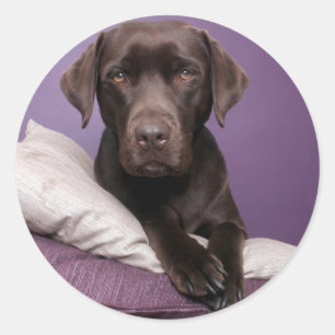 Pegatina de perro recuperador de Labrador marrón c