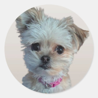 Pegatina de perros pequeños