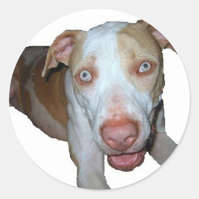 pegatina de pitbull de ojos azules (Anverso)