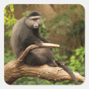 Pegatina de plaza de mono