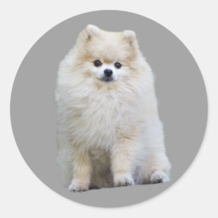 Pegatina de Pomerania