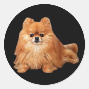 Pegatina de Pomerania