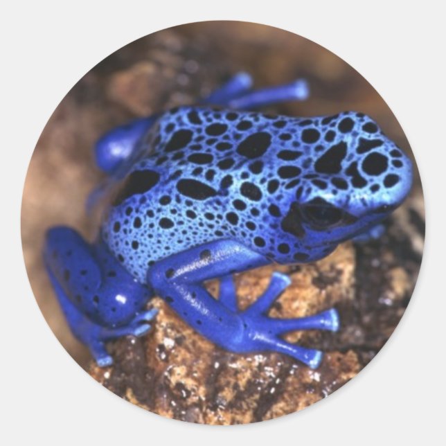 Pegatina de ranas (Anverso)