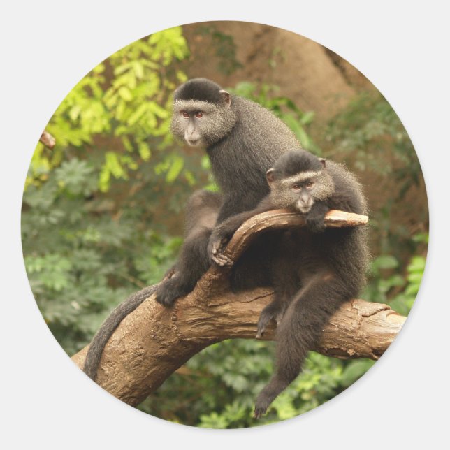 Pegatina de redondeo de mono (Anverso)