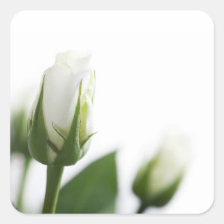 Pegatina de rosa blanco