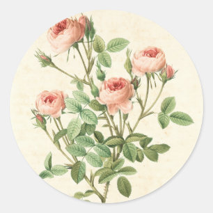 Pegatina de Rosa de época