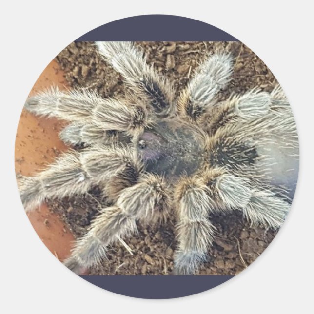 Pegatina de Rosehair (Anverso)