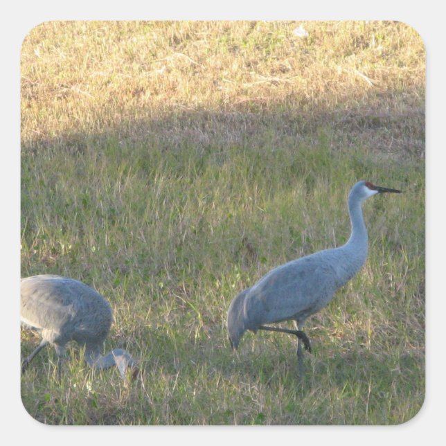 Pegatina de Sandhill Cranes (Anverso)