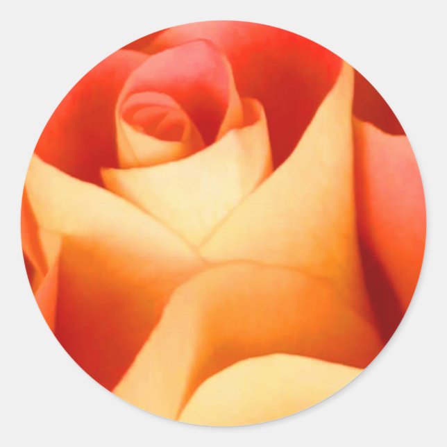 Pegatina de Sello para sobres de Rosa de la pluma (Anverso)