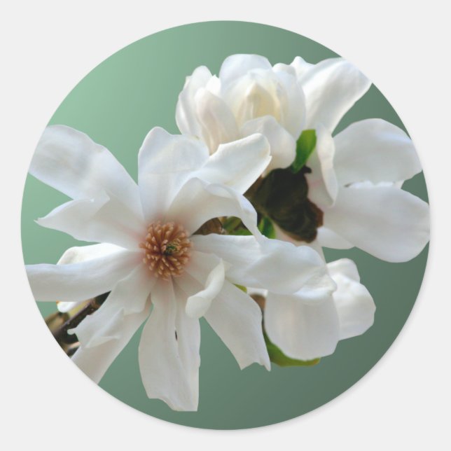 Pegatina de Sello para sobres Magnolia Stellata (Anverso)