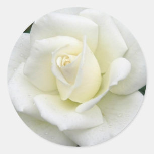 Pegatina de significados de Rosa