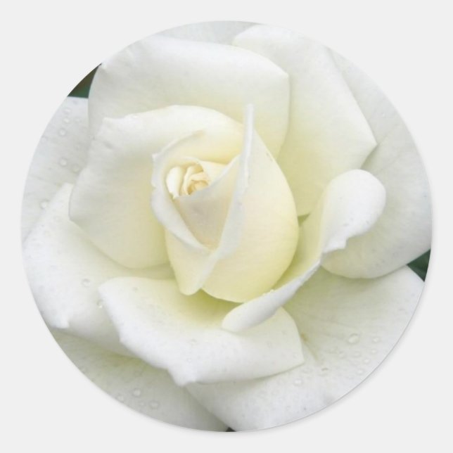 Pegatina de significados de Rosa (Anverso)