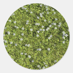 Pegatina de Speedwell