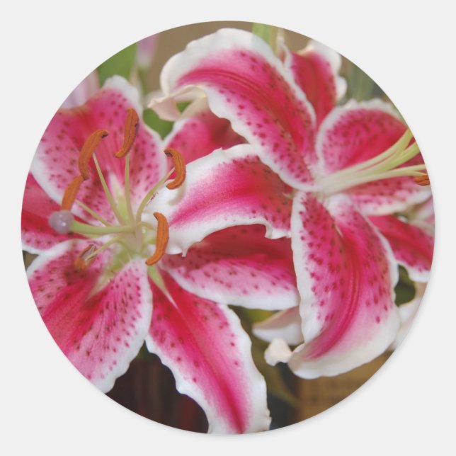 Pegatina de Star Gazer Lily (Anverso)