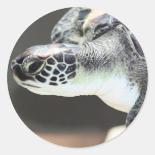 Pegatina de tortuga marina