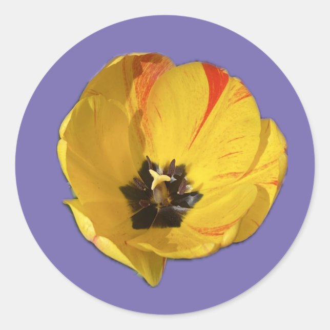 Pegatina de tulipán abierto amarillo y rojo (Anverso)