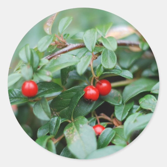 Pegatina de verano (Anverso)