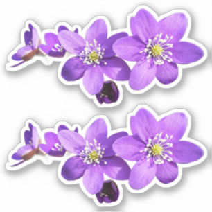 Pegatina de vinilo de flores de Hepática Anémona P