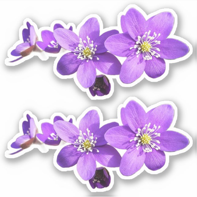 Pegatina de vinilo de flores de Hepática Anémona P (Anverso)