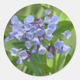 Pegatina de Virginia Bluebell (Mertensia virginica