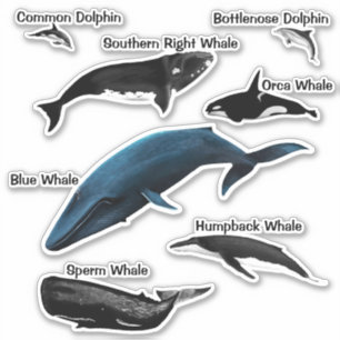 PEGATINA DE WHALE DAYS SQUARE