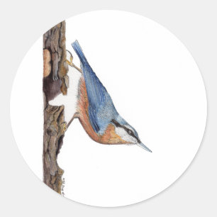 Pegatina de Wood Nuthatch Bird (Sitta Europaea)