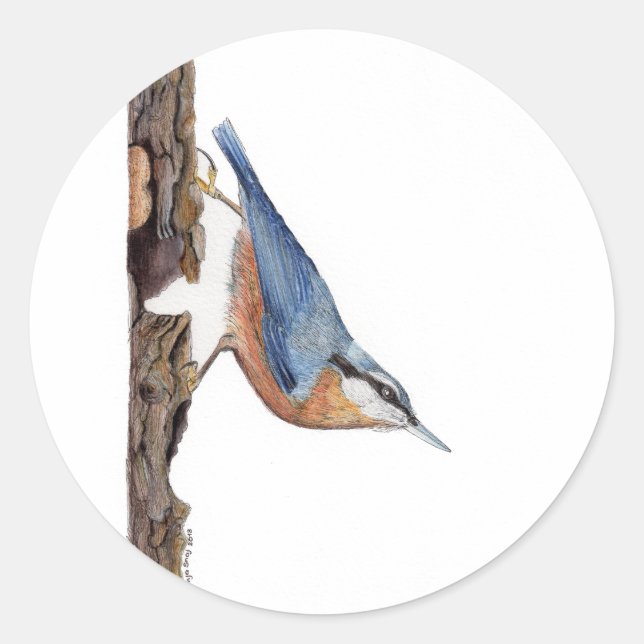 Pegatina de Wood Nuthatch Bird (Sitta Europaea) (Anverso)