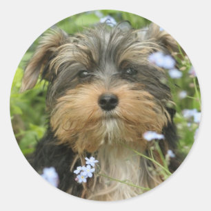 Pegatina de York Terrier
