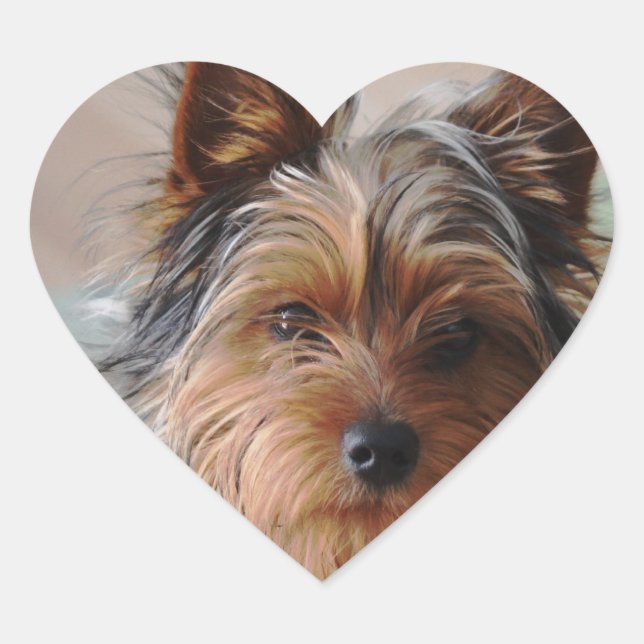 Pegatina de Yorkie Terrier (Anverso)