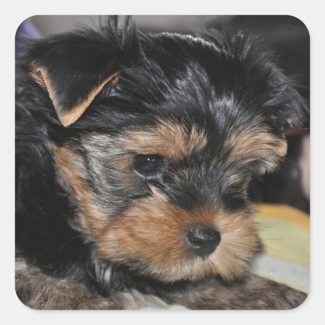Pegatina de Yorkshire Terrier Square (Anverso)