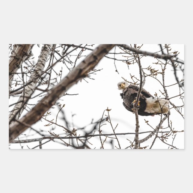 Pegatina del águila de invierno (Anverso)