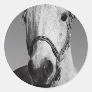 Pegatina del caballo blanco