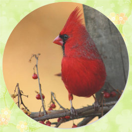 Pegatina del Cardenal Rojo Sello para sobres