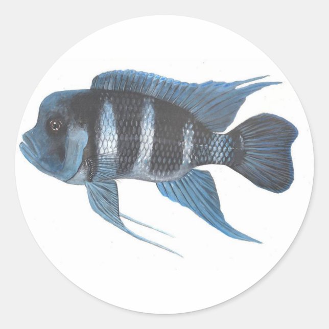 Pegatina del Cichlid del frontosa de Cyphotilapia (Anverso)