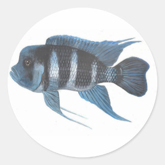 Pegatina del Cichlid del frontosa de Cyphotilapia
