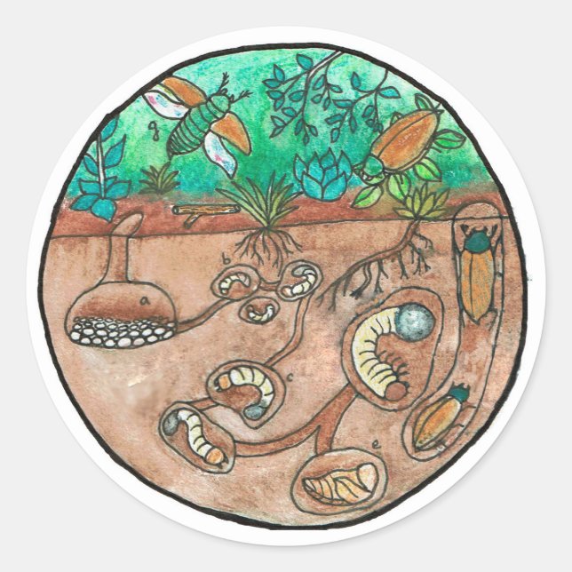 Pegatina del ciclo de vida del escarabajo (Anverso)