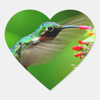 Pegatina del colibrí en forma de corazón