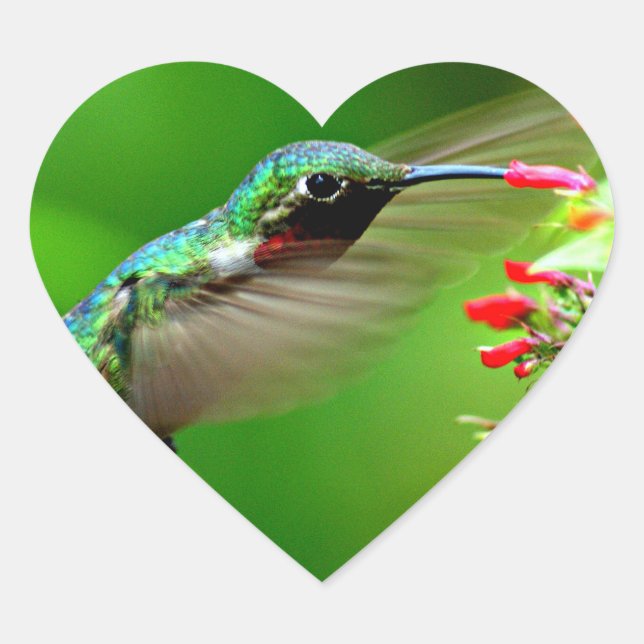Pegatina del colibrí en forma de corazón (Anverso)