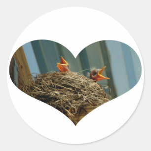Pegatina del corazón de Baby Robins