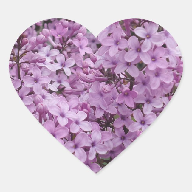 Pegatina del corazón de la flor morada (Anverso)