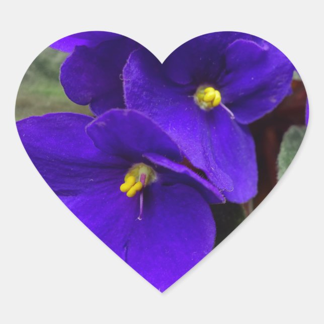 Pegatina del corazón de la violeta africana (Anverso)