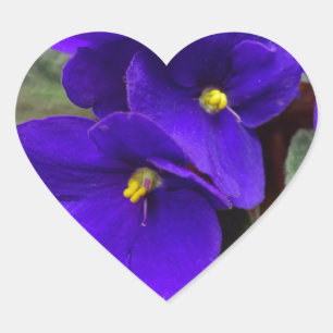 Pegatina del corazón de la violeta africana