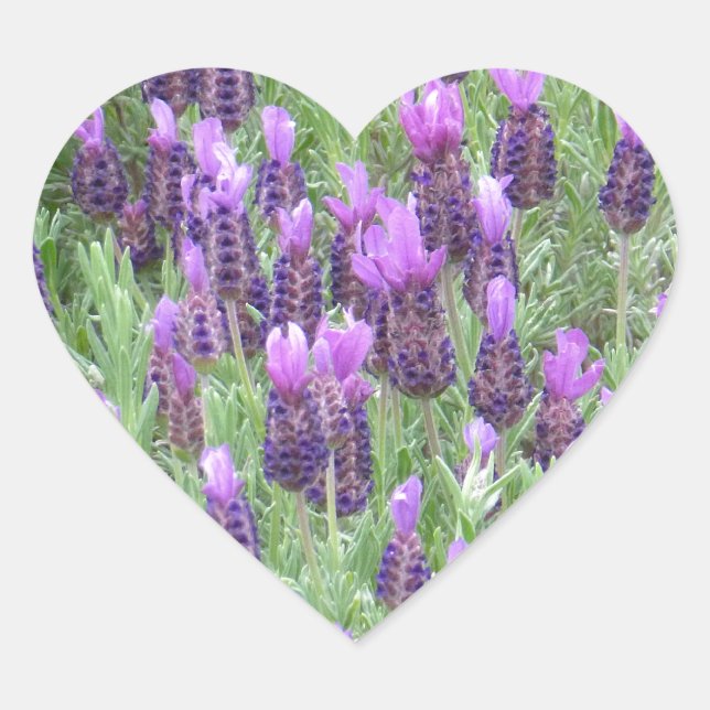 Pegatina del corazón de las flores de lavanda (Anverso)