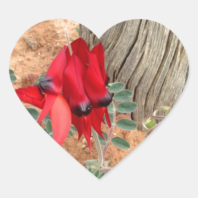 Pegatina del corazón de Sturt's Desert Pea (Anverso)