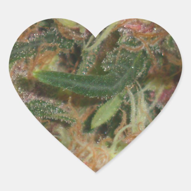 Pegatina del corazón de Weed (Anverso)
