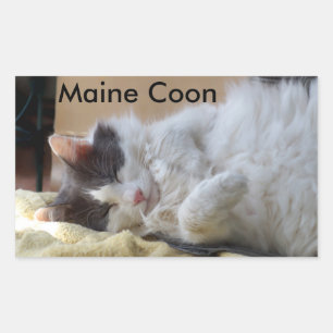 Pegatina del gato Sleeping Maine Coon